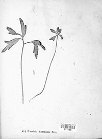 Puccinia anemones image